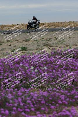 media/Jan-14-2023-SoCal Trackdays (Sat) [[497694156f]]/Turn 14 Exit Bloomig (145pm)/